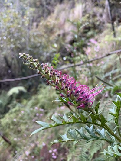 Grevillea acanthifolia, photographed by Guy Taseski