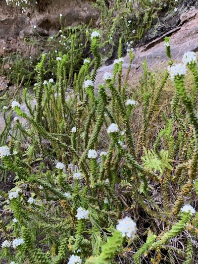 Epacris apiculata, photographed by Guy Taseski
