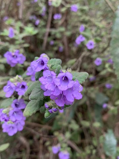 Prostanthera incana, photographed by Guy Taseski