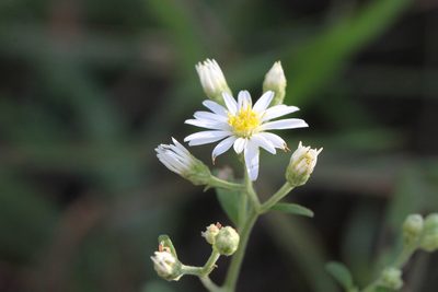 Aster ageratoides