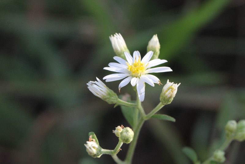 Aster ageratoides, photographed by Agnes Trekker
