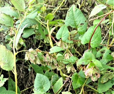 Fallopia scandens, photographed by Shirley Zundell