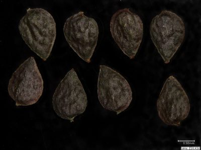 Pilea fontana, photographed by Étienne Lacroix-Carignan