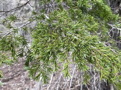 Tsuga mertensiana, photographed by Henrik Kibak