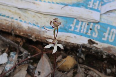 Caladenia cucullata, photographed by spacegecko
