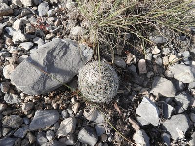Rapicactus beguinii, photographed by Leticia Jiménez Hernández