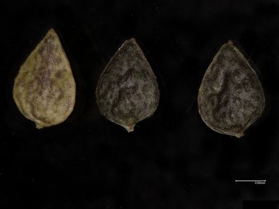 Pilea fontana, photographed by Étienne Lacroix-Carignan