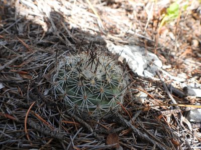 Rapicactus beguinii, photographed by Leticia Jiménez Hernández
