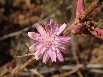Stephanomeria cichoriacea, photographed by George Williams