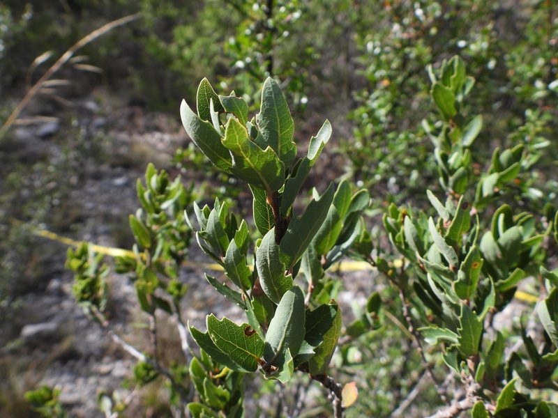 Quercus pringlei, photographed by Leticia Jiménez Hernández