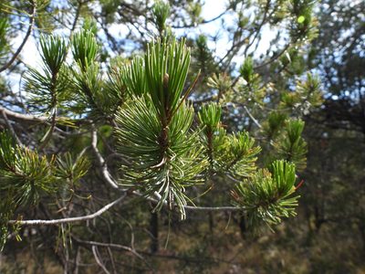 Pinus cembroides, photographed by Leticia Jiménez Hernández