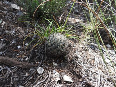 Rapicactus beguinii, photographed by Leticia Jiménez Hernández