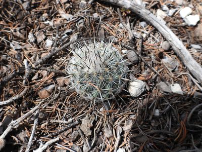 Rapicactus beguinii, photographed by Leticia Jiménez Hernández