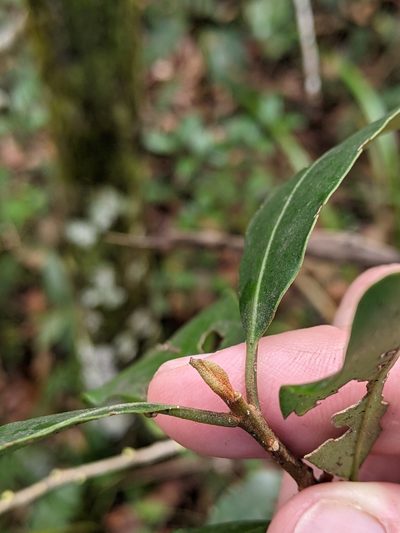 Myrsine howittiana, photographed by Nick Swanson