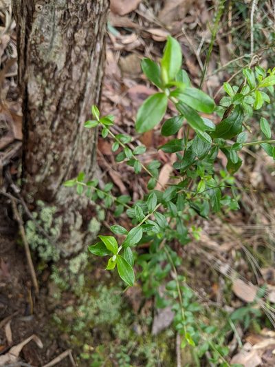 Cassinia subtropica, photographed by Nick Swanson