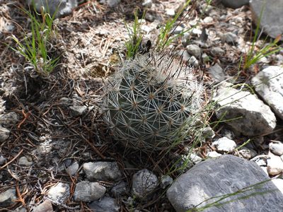 Rapicactus beguinii, photographed by Leticia Jiménez Hernández