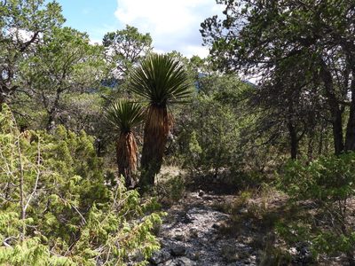 Yucca carnerosana, photographed by Leticia Jiménez Hernández