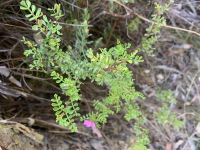 Boronia microphylla, photographed by Guy Taseski