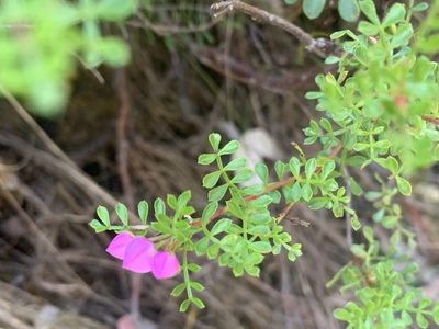 Boronia microphylla, photographed by Guy Taseski