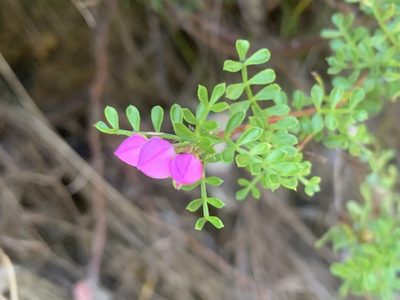 Boronia microphylla, photographed by Guy Taseski