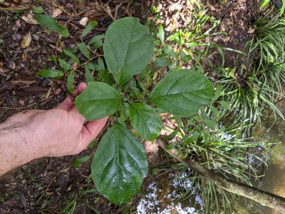 Clerodendrum tomentosum, photographed by Nick Swanson