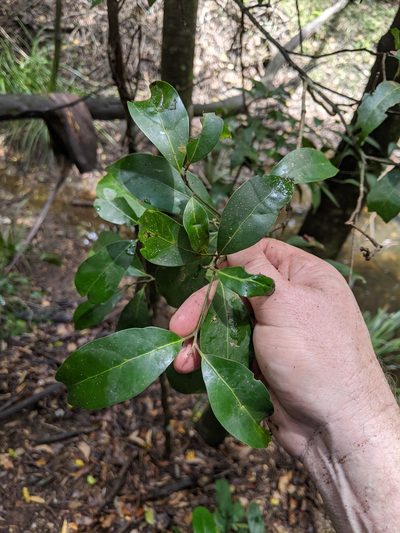 Endiandra discolor, photographed by Nick Swanson