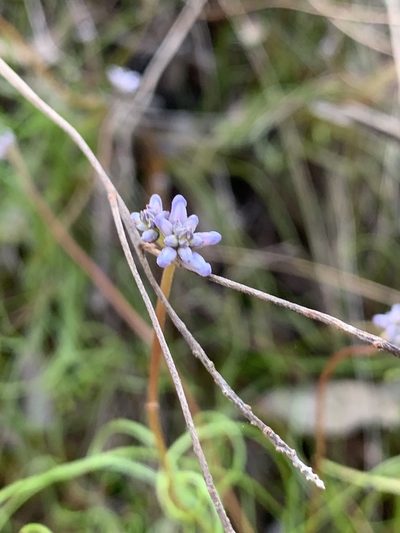 Conospermum tenuifolium, photographed by Guy Taseski