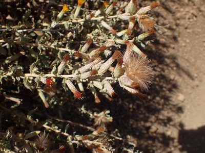 Hazardia squarrosa, photographed by George Williams