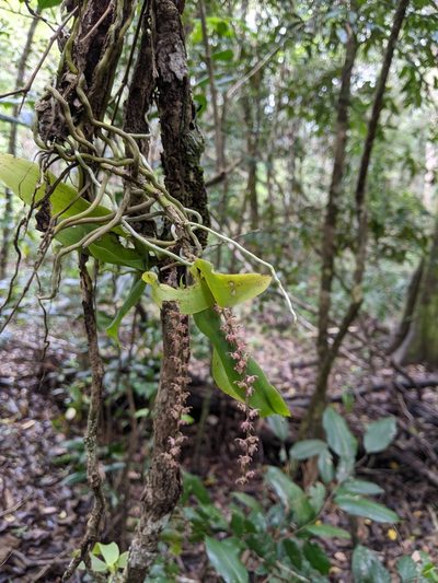 Peristeranthus hillii, photographed by Nick Swanson