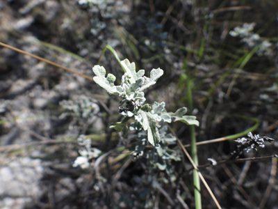 Parthenium incanum, photographed by Leticia Jiménez Hernández