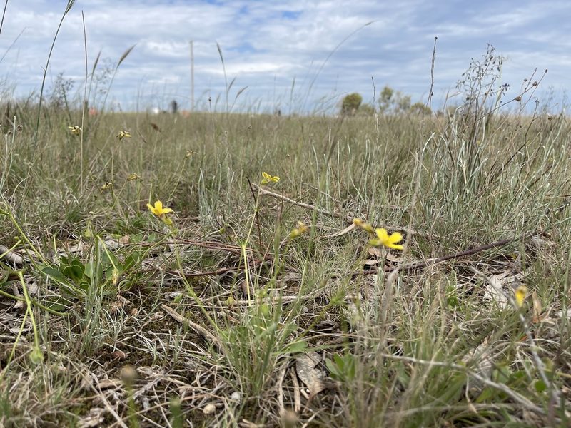 Goodenia paradoxa, photographed by Dylan Wishart