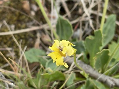 Goodenia paradoxa, photographed by Dylan Wishart