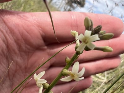 Stackhousia subterranea, photographed by Dylan Wishart