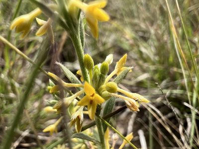 Pimelea curviflora, photographed by Dylan Wishart