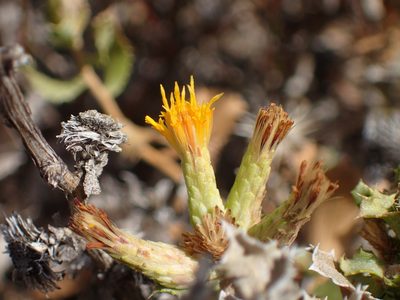Hazardia squarrosa, photographed by George Williams
