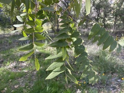 Juglans major, photographed by lejones417