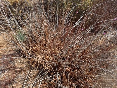 Stephanomeria cichoriacea, photographed by George Williams