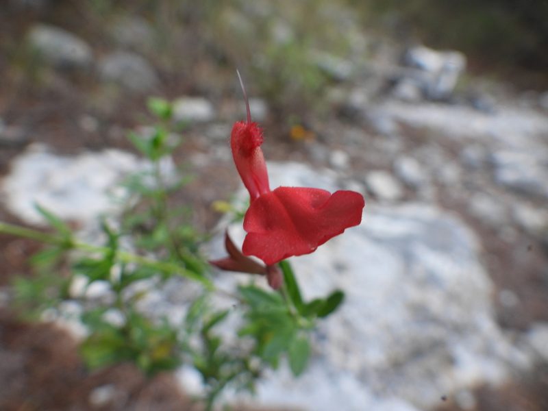 Salvia greggii, photographed by Leticia Jiménez Hernández