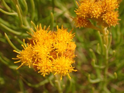 Ericameria arborescens, photographed by George Williams