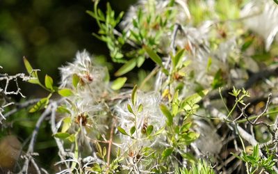 Clematis microphylla, photographed by Peter Crowcroft