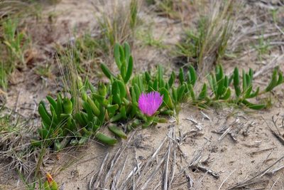 Carpobrotus rossii, photographed by Peter Crowcroft