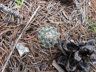 Rapicactus beguinii, photographed by Leticia Jiménez Hernández