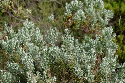 Olearia axillaris, photographed by Peter Crowcroft