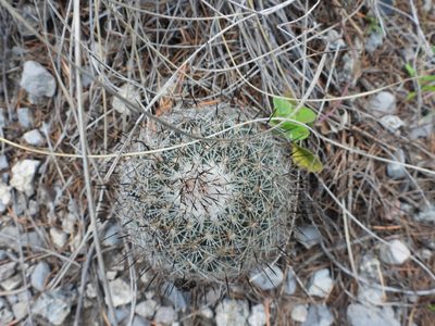Rapicactus beguinii, photographed by Leticia Jiménez Hernández