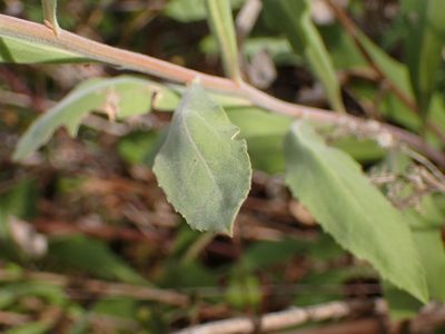 Solidago velutina, photographed by George Williams