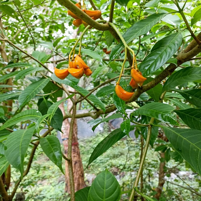 Tabernaemontana alternifolia, photographed by Paulmathi Vinod