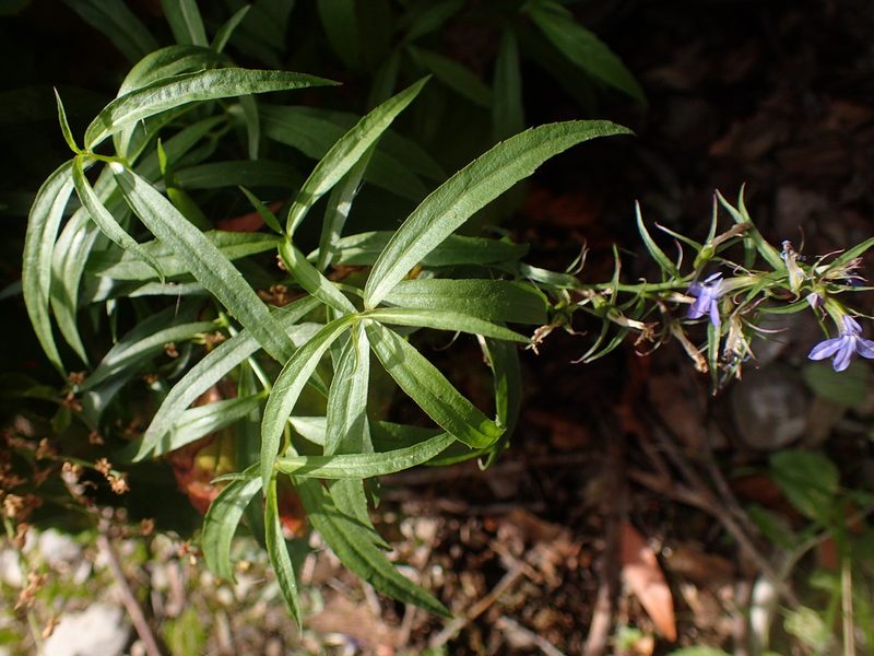 Palmerella debilis, photographed by George Williams