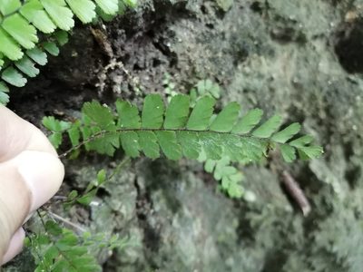 Adiantum caudatum, photographed by 五色鳥
