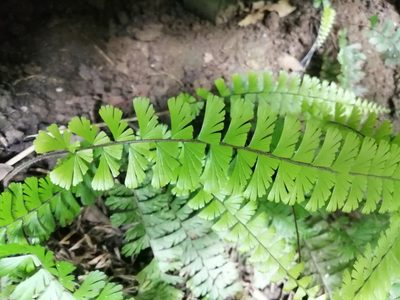 Adiantum caudatum, photographed by 五色鳥