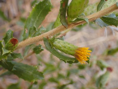 Hazardia squarrosa, photographed by George Williams